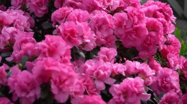 Azalea tomurcuğu. Bahçedeki Rhododendron bitkisi. Çiçek arkaplan. Pembe botanik yaprağı