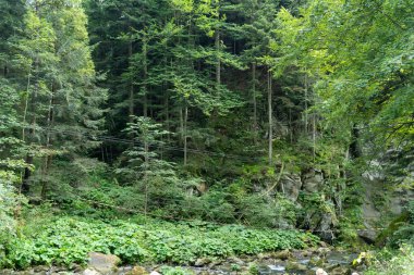 Yeşil orman ağaçları. Doğa geçmişi. Carpathian asma köprüsü