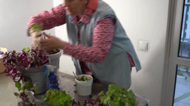 Büyükannem sardunya ve tradescantiayı saksıya naklediyor. Çiçek taşıyan kadın. Büyükannem eve çiçek getirdi. Çiçek bitkileri bakımı