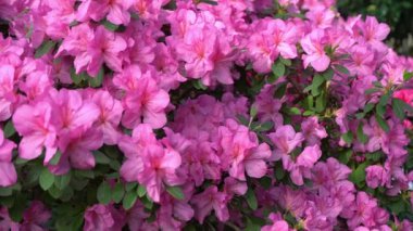Azalea tomurcuğu. Bahçedeki Rhododendron bitkisi. Pembe arkaplan