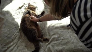 Kedi sırt üstü uyur. Yatak ve güneş ışınları. Hayvan evde dinleniyor. Kedilerin tüylü karnını elinle kaşı. Hayvan uyuyor.