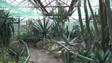 Farklı tipte kaktüsler, şekiller ve boyutlar. Sulu bitkiler. Dikenli çiçekler. Kaktüsler için sera bahçesi. Botanik