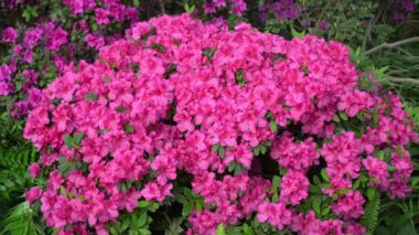 Azalea tomurcuğu. Bahçedeki Rhododendron bitkisi. Çiçek arkaplan. Pembe çalı