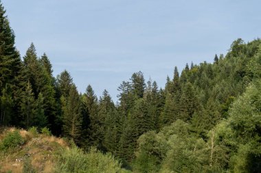 Yeşil Orman ağaçları. Doğa arkaplanı.