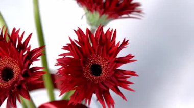 Gerbera Kızıl Çiçekleri. Beyaz arka planda bir buket. Bud bloom flora