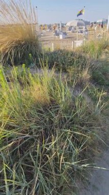 Yaz plajında Gökkuşağı LGBT Bayrağı. Kumlu sahildeki yeşil Miscanthus çalı bitkileri. Şemsiyelerin altında rahatla..