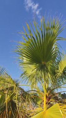 Yeşil palmiye yaprakları yaz arka planında mavi gökyüzüne karşı.. Doğa tropik ağacı.