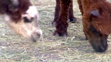 Alpaca Vicugna Pacos hayvan devenin anavatanından. Kahverengi ve beyaz yün başlık.