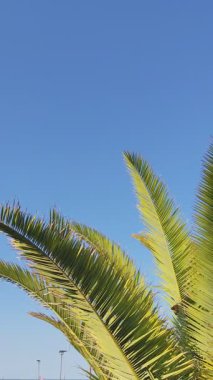 Palmiye yaprakları arka planda. Yaz mavisi gökyüzü. Doğa tatili. Boşluğu kopyala.