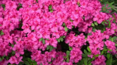 Azalea tomurcuğu. Bahçedeki Rhododendron bitkisi. Çiçek arkaplan. Pembe renk