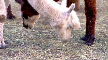 Alpaca Vicugna Pacos hayvan devenin anavatanından. Kafa saman yer.