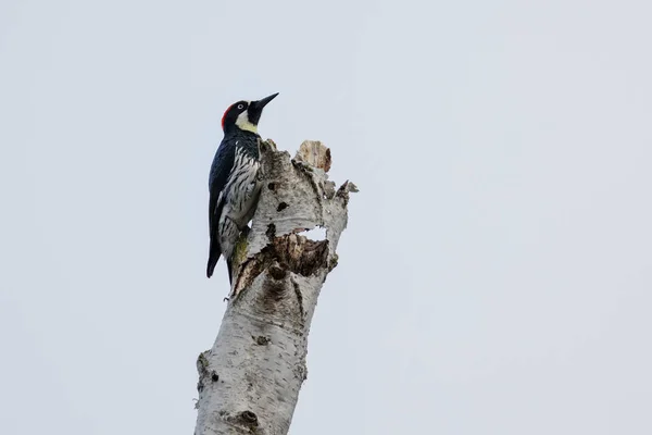デルタBcカナダのAcorn Woodpecker鳥 10月2022 — ストック写真