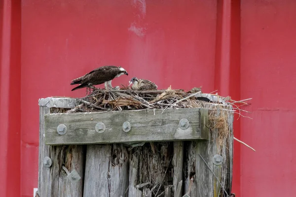 Westlicher Fischadler Auch Als Sea Hawk Nest Vancouver Kanada — Stockfoto