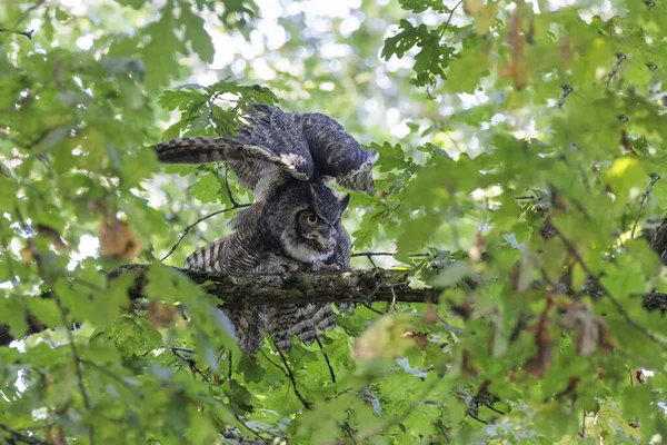 大角猫头鹰在三角洲不列颠哥伦比亚省 2022年10月 — 图库照片