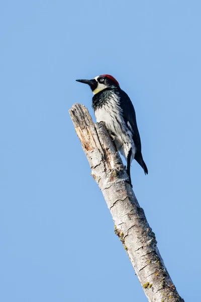 加拿大Delta Bc的橡果啄木鸟 2022年10月 — 图库照片