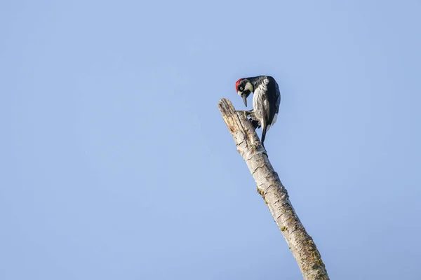 Acorn Woodpecker Bird Delta Canada Oct 2022 — стокове фото