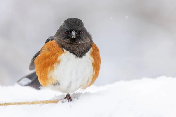 バンクーバー カナダでトーイの鳥を発見 ロイヤリティフリーのストック画像