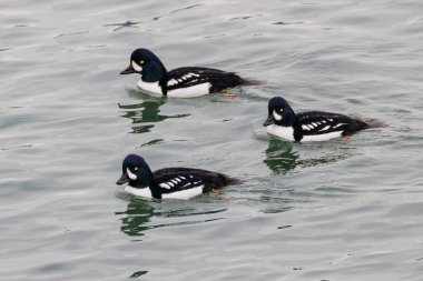 barrows goldeneye duck at Vancouver BC Canada