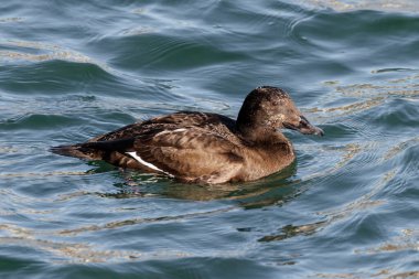 White-winged Scoter bird at Vancouver BC Canada