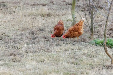Farm Chicken or hen on meadow. at Vancouver BC Canada