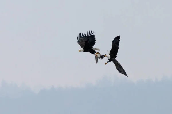 Águila Calva Luchando Por Comida Vancouver Canada Imagen de stock