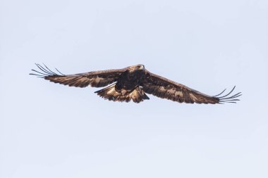 Vancouver BC Kanada Altın Kartal Kuşu