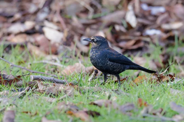 Burung Berkarat Blackbird Vancouver Kanada — Stok Foto