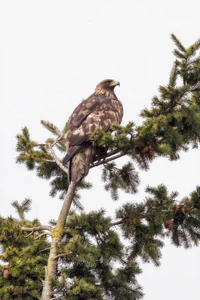 Golden Eagle Bird Vancouver Canada — Stock fotografie
