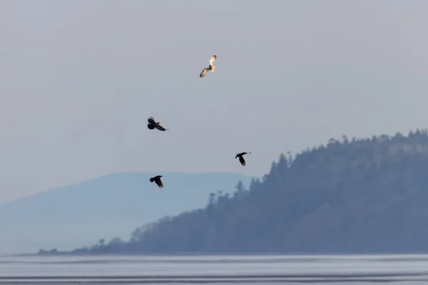 Короткоухая Сова Американская Ворона Ванкувере — стоковое фото