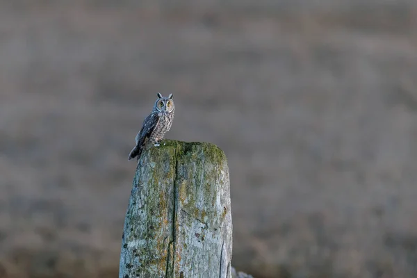 Long Eared Owl Bird Vancouver Canada — Stock Photo, Image