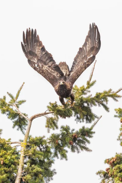 不列颠哥伦比亚省温哥华的金鹰鸟 — 图库照片