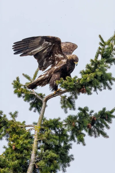 Golden Eagle Fågel Vancouver Kanada — Stockfoto