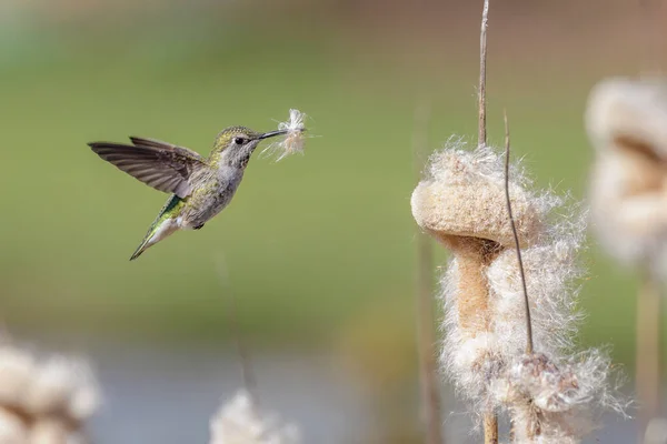 加拿大温哥华安娜蜂鸟收集巢材料 — 图库照片