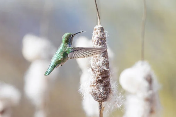 Annas Kolibri Sammelt Nestmaterial Vancouver Kanada — Stockfoto
