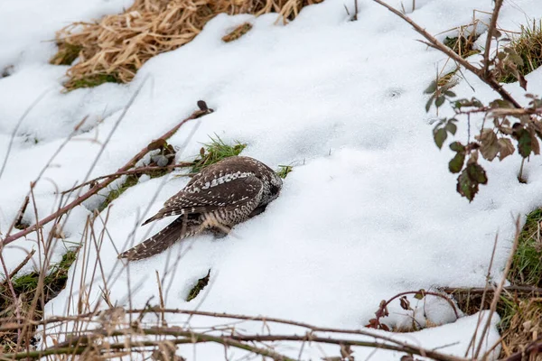 North Hawk Owl Pták Vancouveru Kanada — Stock fotografie
