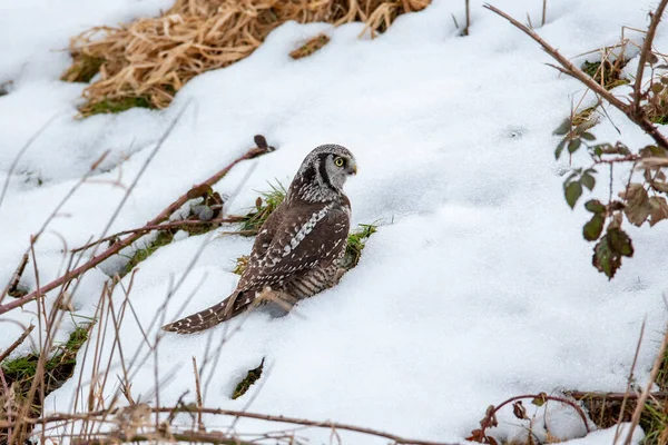 North Hawk Owl Pták Vancouveru Kanada — Stock fotografie