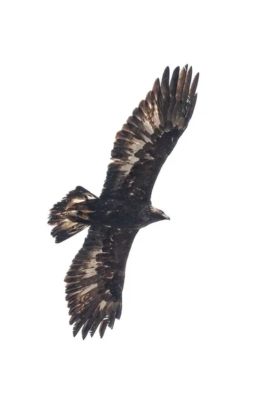 不列颠哥伦比亚省温哥华的金鹰鸟 免版税图库照片