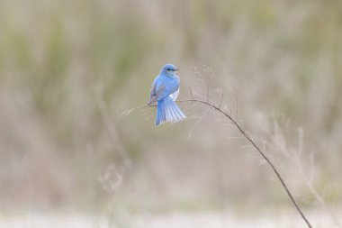 Vancouver BC Kanada 'da Dağ Mavi Kuşu