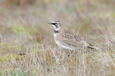 Kanada 'da MÖ Vancouver' da boynuzlu tarla kuşu
