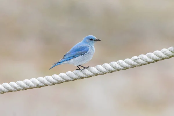 Mountain Bluebird Vogel Bei Vancouver Kanada — Stockfoto