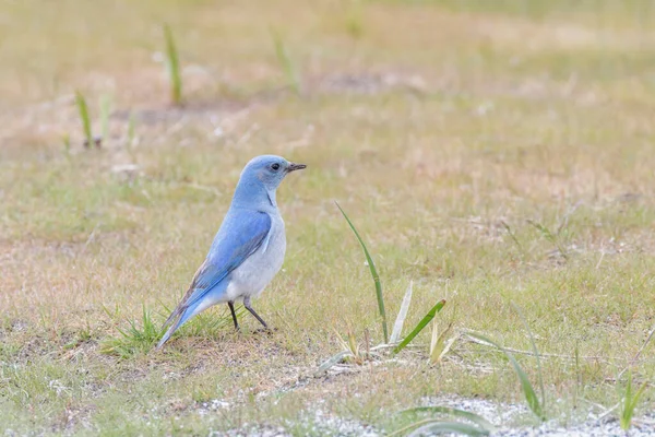 Синяя Птица Ванкувере Канада — стоковое фото
