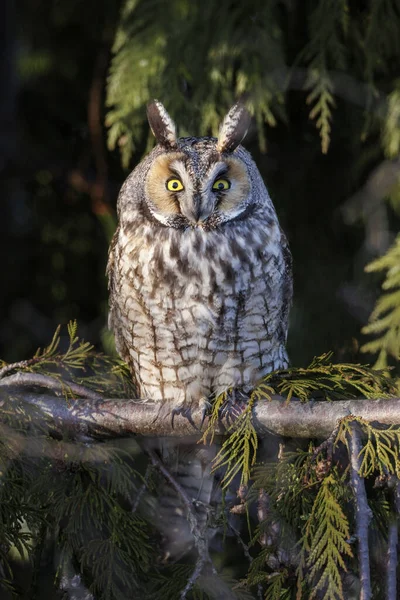 Lange Eared Owl Vancouver Canada — Stockfoto