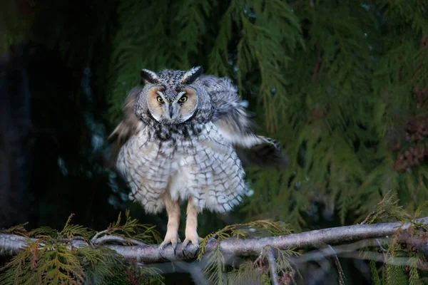 Long Eared Owl Vancouver Kanada — Zdjęcie stockowe