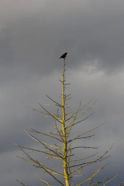 Pássaro Corvo Americano Vancouver Canadá — Fotografia de Stock