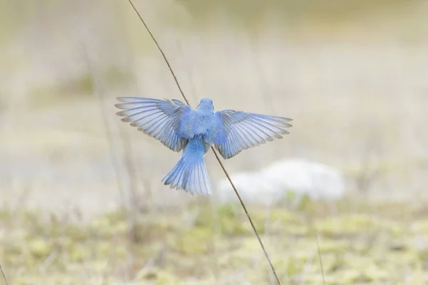 Mountain Bluebird Πουλί Στο Βανκούβερ Καναδάς — Φωτογραφία Αρχείου