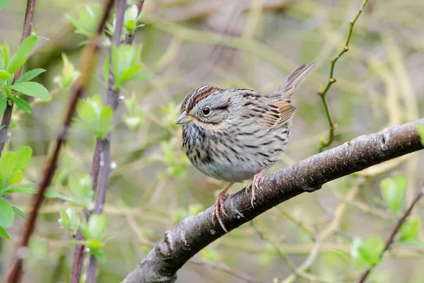 Sparrow Πουλί Λίνκολν Στο Βανκούβερ Καναδά — Φωτογραφία Αρχείου