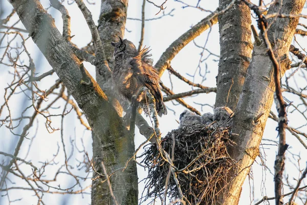 不列颠哥伦比亚省温哥华的大角猫头鹰 — 图库照片