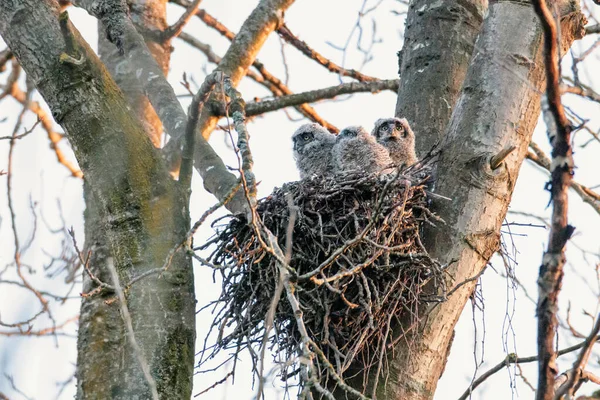 Great Horned Owl Owlet Vancouver Canada — стокове фото
