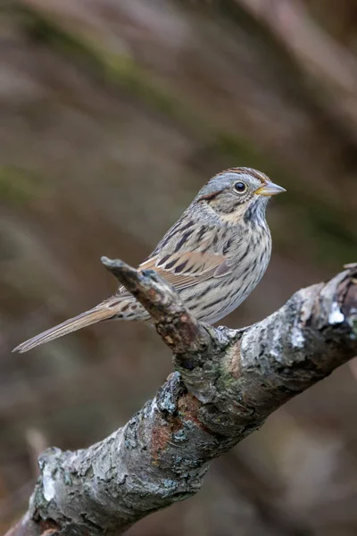 Lincoln Sparrow Kuşu Vancouver Kanada — Stok fotoğraf