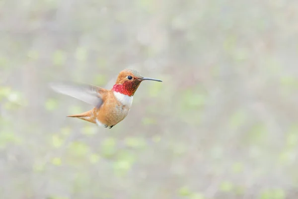 不列颠哥伦比亚省温哥华市的野生蜂鸟 — 图库照片